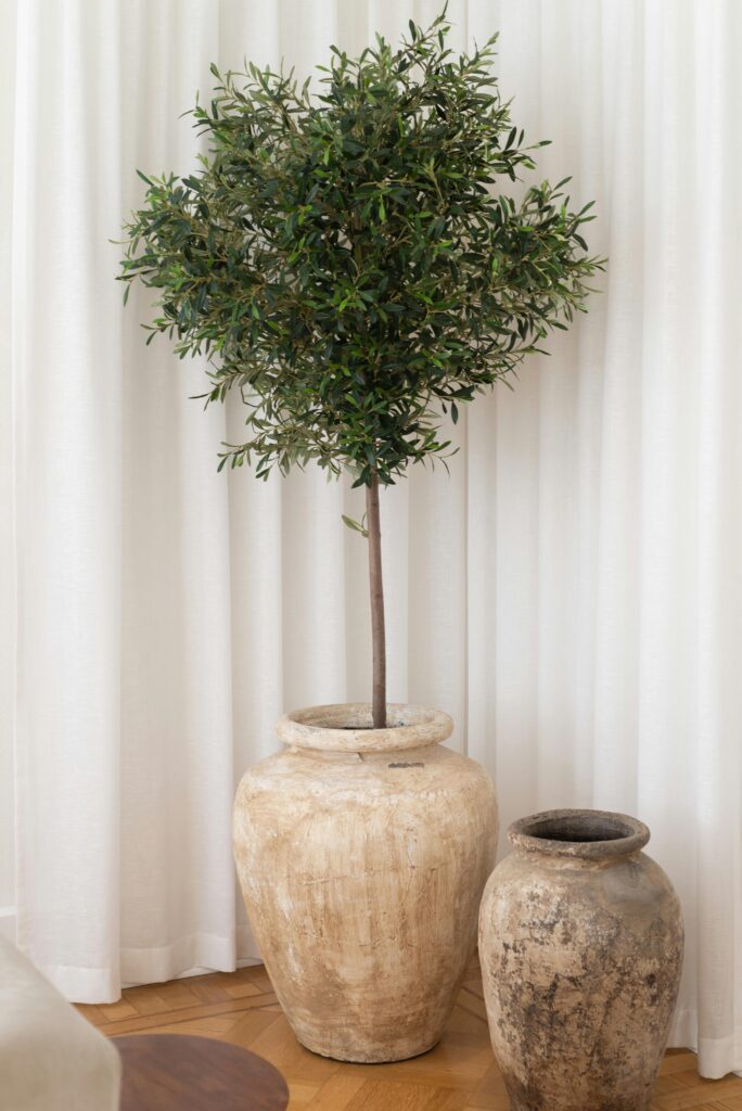 Stylish olive tree in clay jars against white curtains for a serene indoor decor.